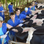 Curso de inseminação artificial em Gado Bovino