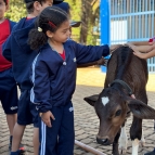 Nascimento de bezerrinho encanta crianças