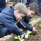 Visita a Horta Orgânica - 2º ano