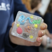 5º Ano Realiza Atividade Sobre Célula No Laboratório