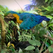 Conhecendo a Amazônia