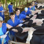 Curso de inseminação artificial em Gado Bovino