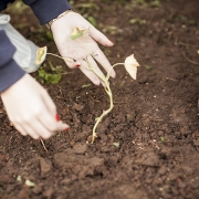 Estudantes cultivam horta no Colégio