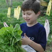 Colheita na Horta Pedagógica - Educação Infantil