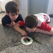 Conhecendo as Plantas - 2º ano