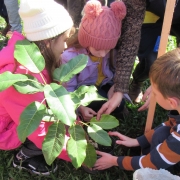 3º ano planta muda de figueira na Praça da Matriz