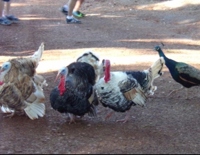 Encontro de Formação, Convivência e Recreação