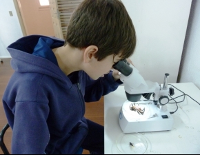 Estudando os animais invertebrados